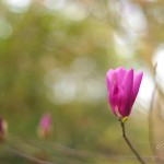 JP_bloom