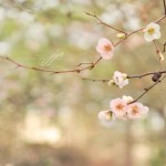 JP_blossom