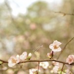 JP_bottomblossom