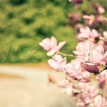JP_coolpink