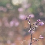 JP_lonely