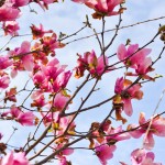 JP_pinksky