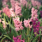 JP_purplebells