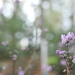 JP_purplebuds