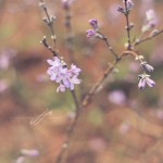 JP_purplebuds2