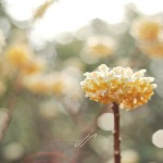 JP_yellowhex