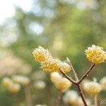JP_yellowpuffs